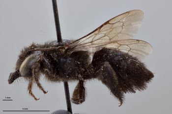 Media type: image;   Entomology 16205 Aspect: habitus lateral view